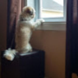 Meet your Posher, Ariel